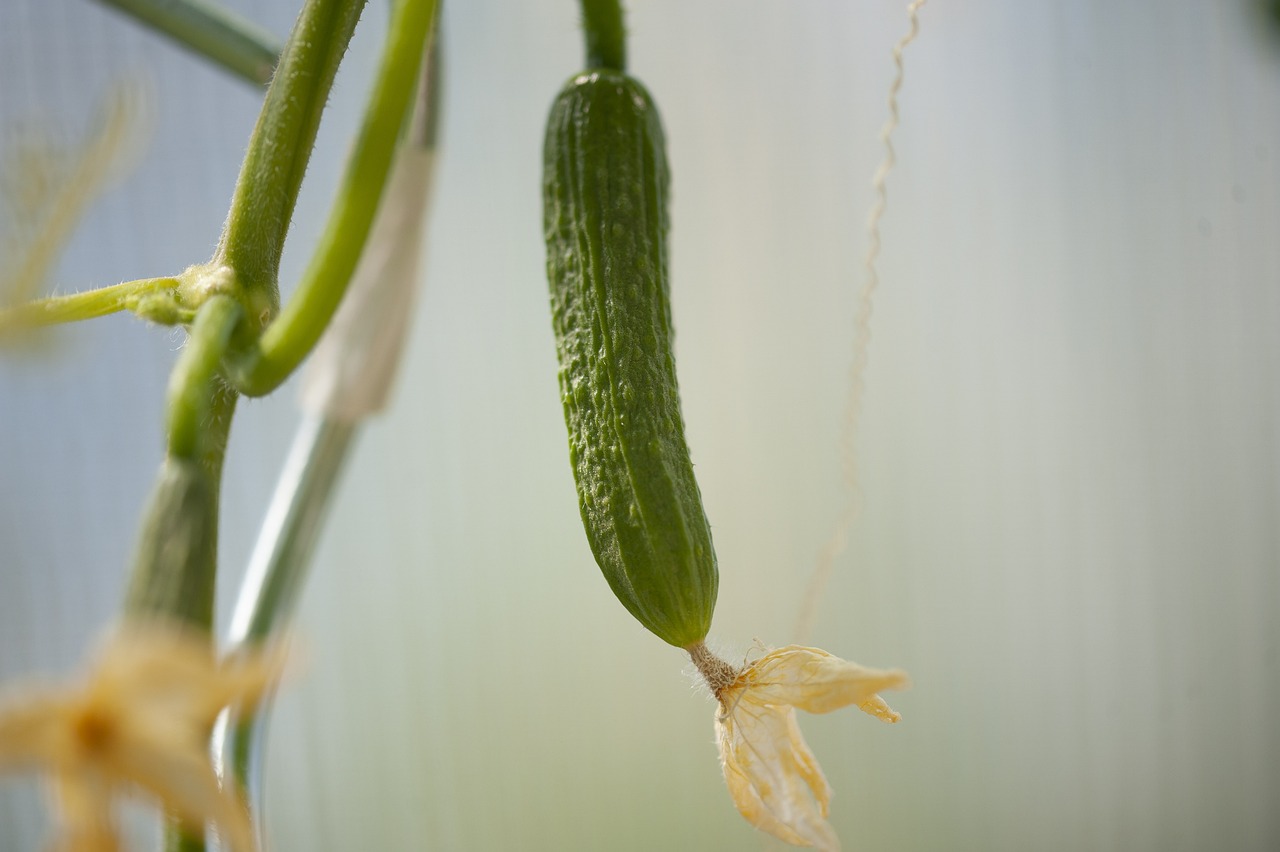 Cetrioli arrampicati su una struttura verticale in un orto domestico.