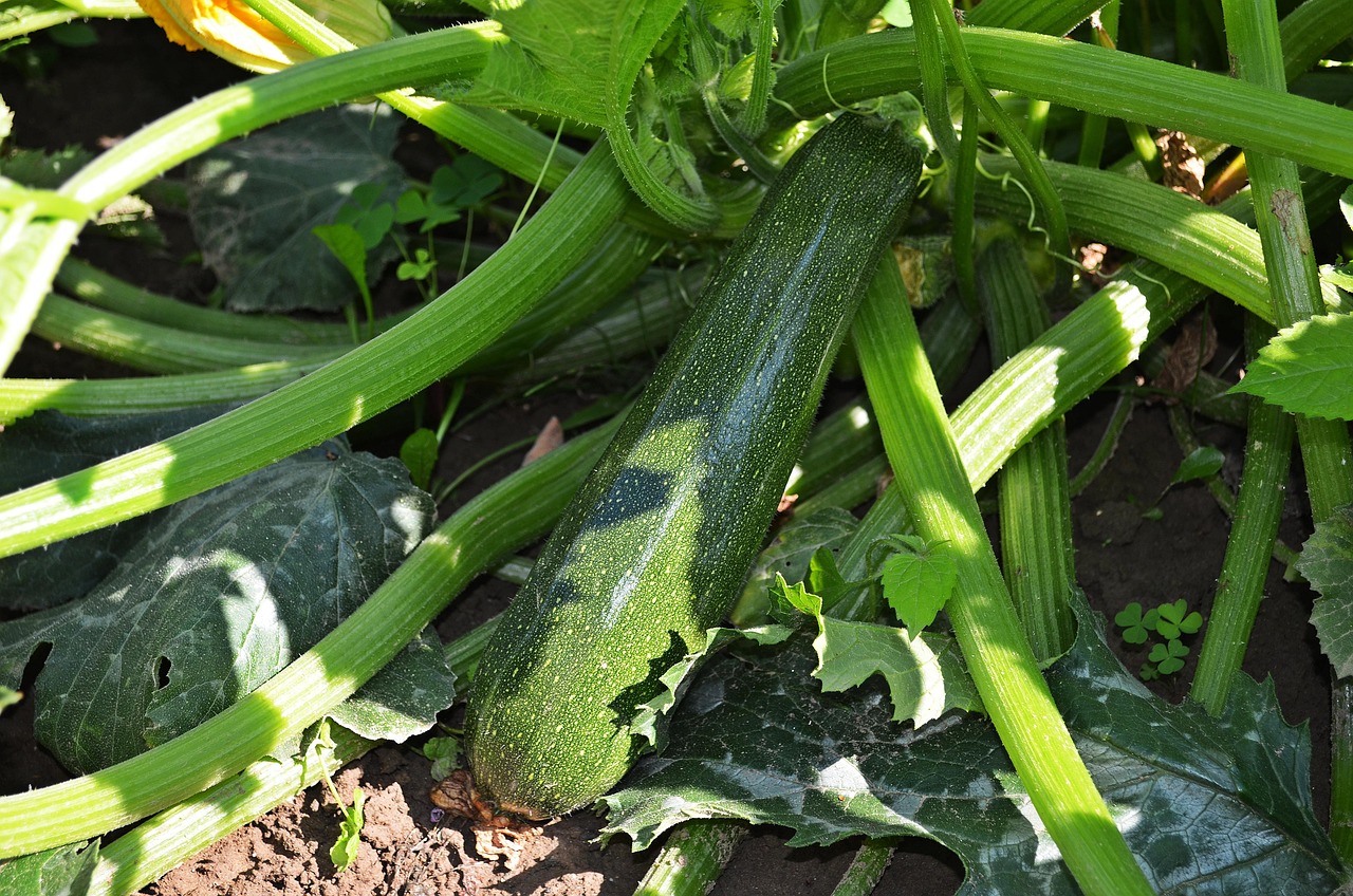 Zucchine fresche e verdi in un orto, pronte per essere raccolte.