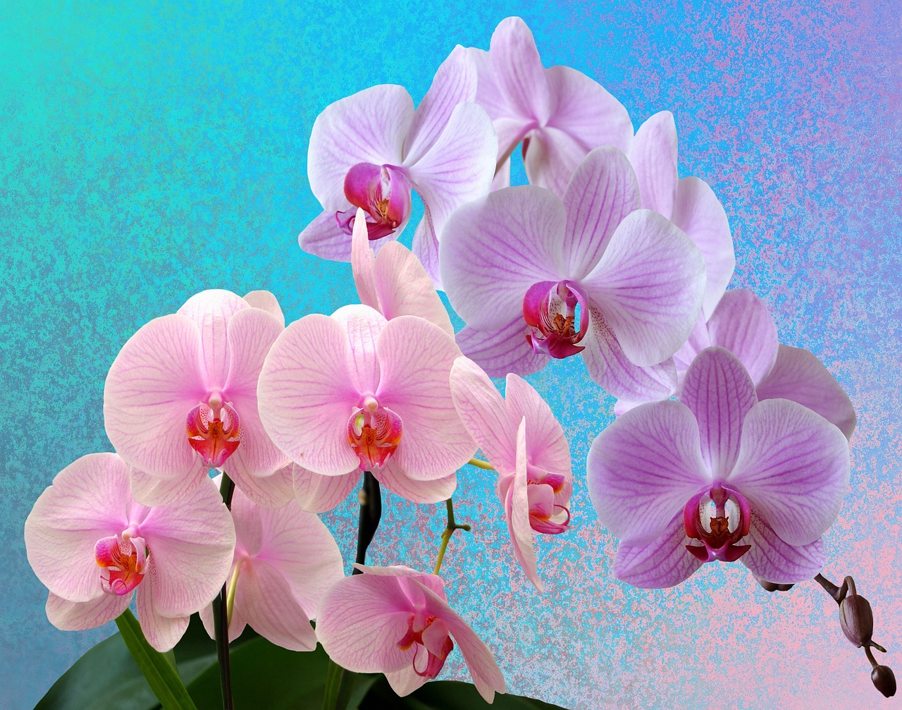 Orchidea in vaso con foglie ingiallite, simbolo di errori nella cura delle piante.