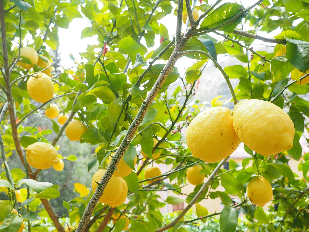 Limone potato correttamente, con frutti abbondanti e foglie verdi, in un giardino soleggiato.