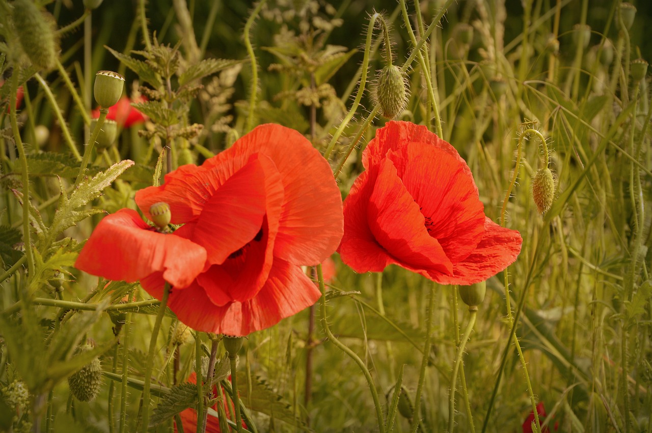 Papaveri rossi in fiore in un prato verde, simbolo di bellezza e natura.