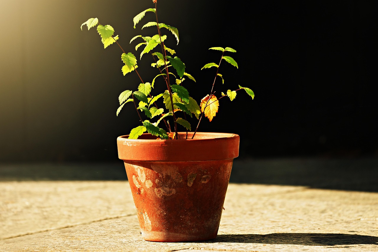 Piante appassite con foglie secche, pronte per essere rinvigorite con un semplice trucco.