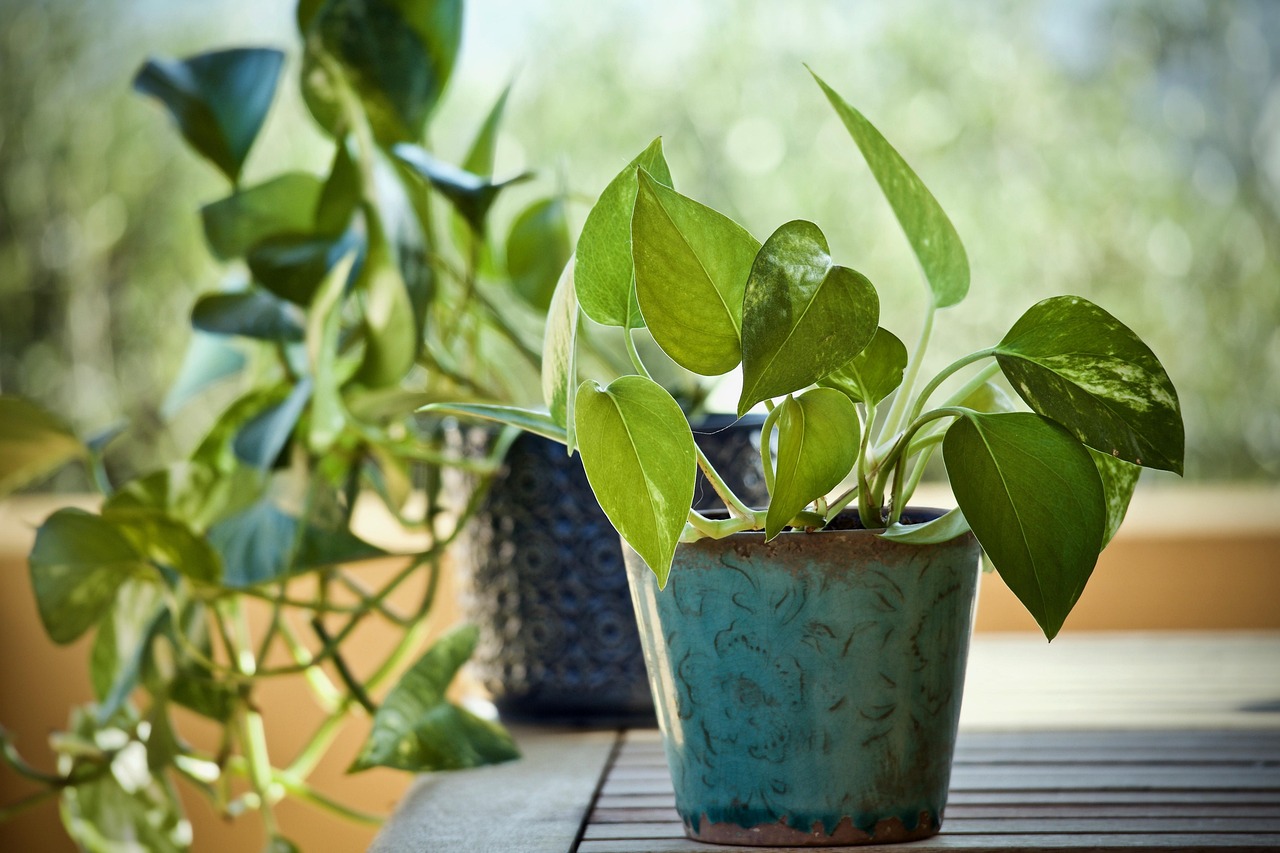 Pothos rigoglioso con foglie verdi, ideale per crescere rapidamente e decorare gli spazi interni.