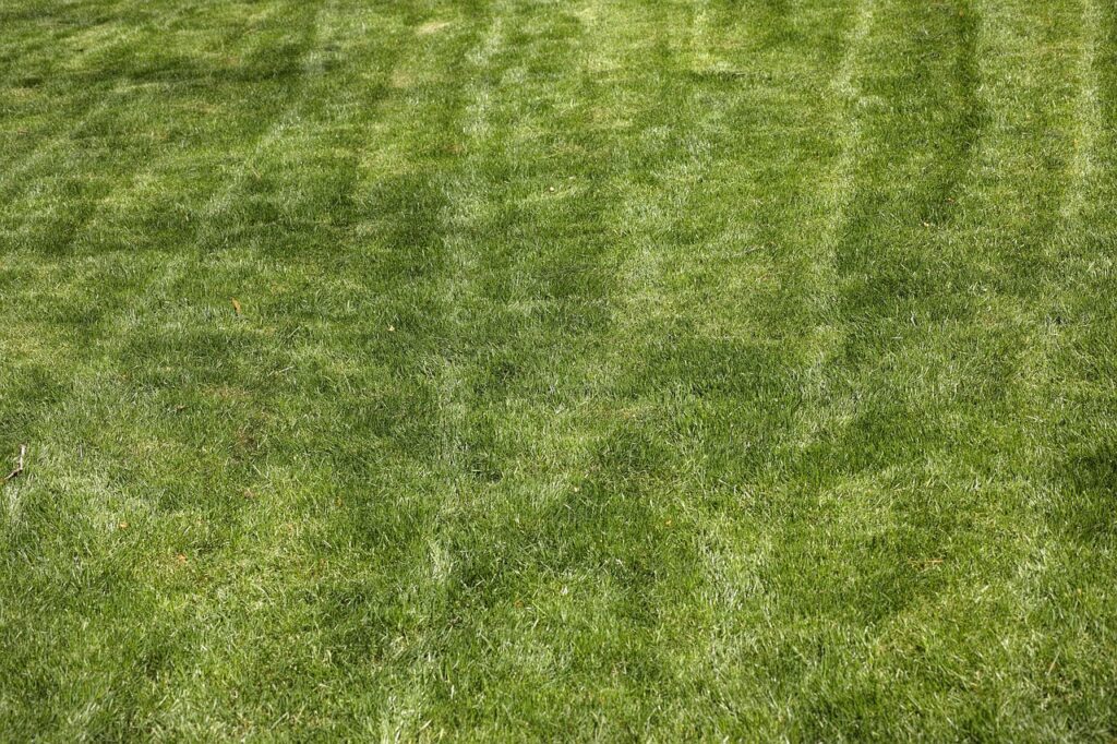 Prato bruciato dal sole: ecco come farlo tornare verde in una settimana