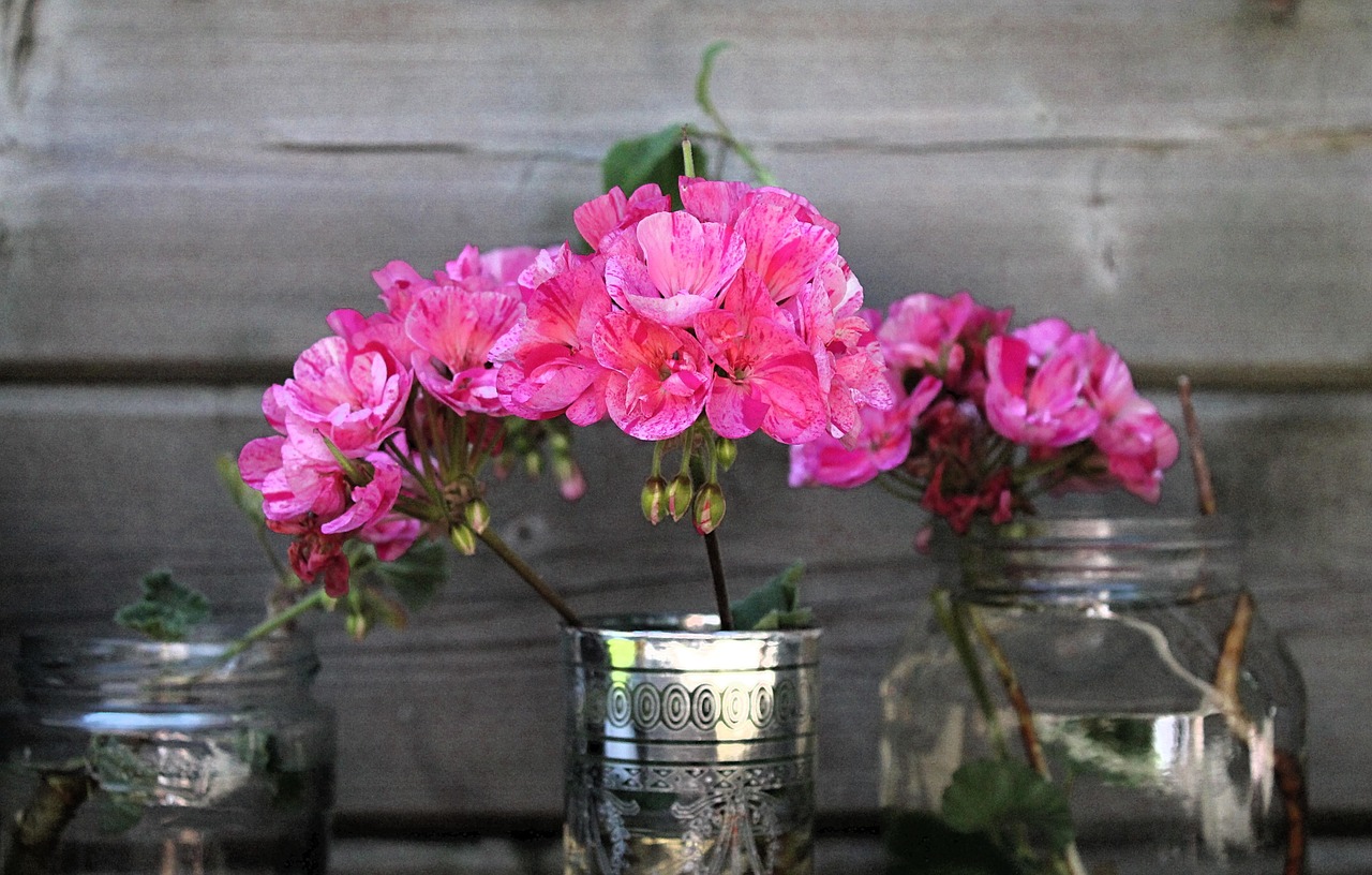 Talea di geranio in fase di radicazione, con foglie verdi e terriccio umido.