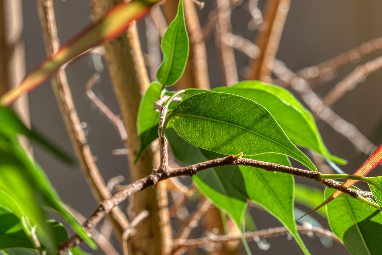 Cocciniglie su una pianta, evidenziando il problema da risolvere senza chimici.