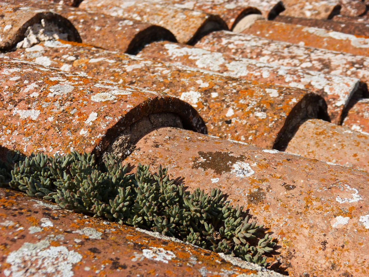 Erbacce tra le mattonelle con rimedi naturali per eliminarle rapidamente senza diserbanti.