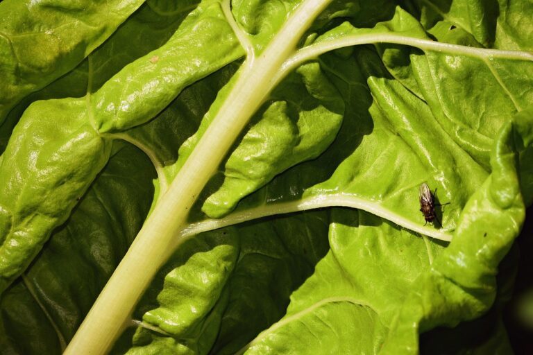 Mosche bianche sulle piante d'orto: il rimedio naturale che funziona davvero