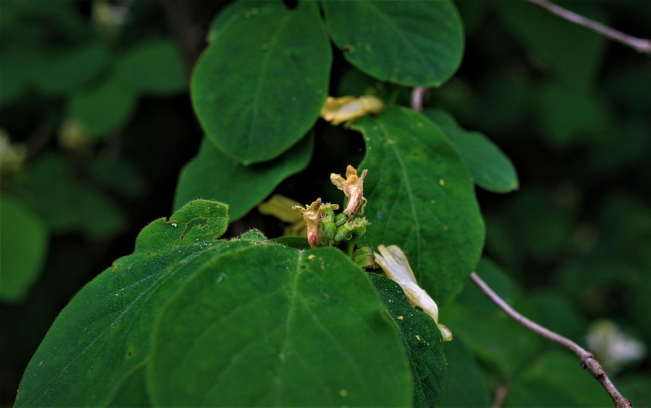 Takahashia Japonica che attacca alberi e arbusti in un giardino.