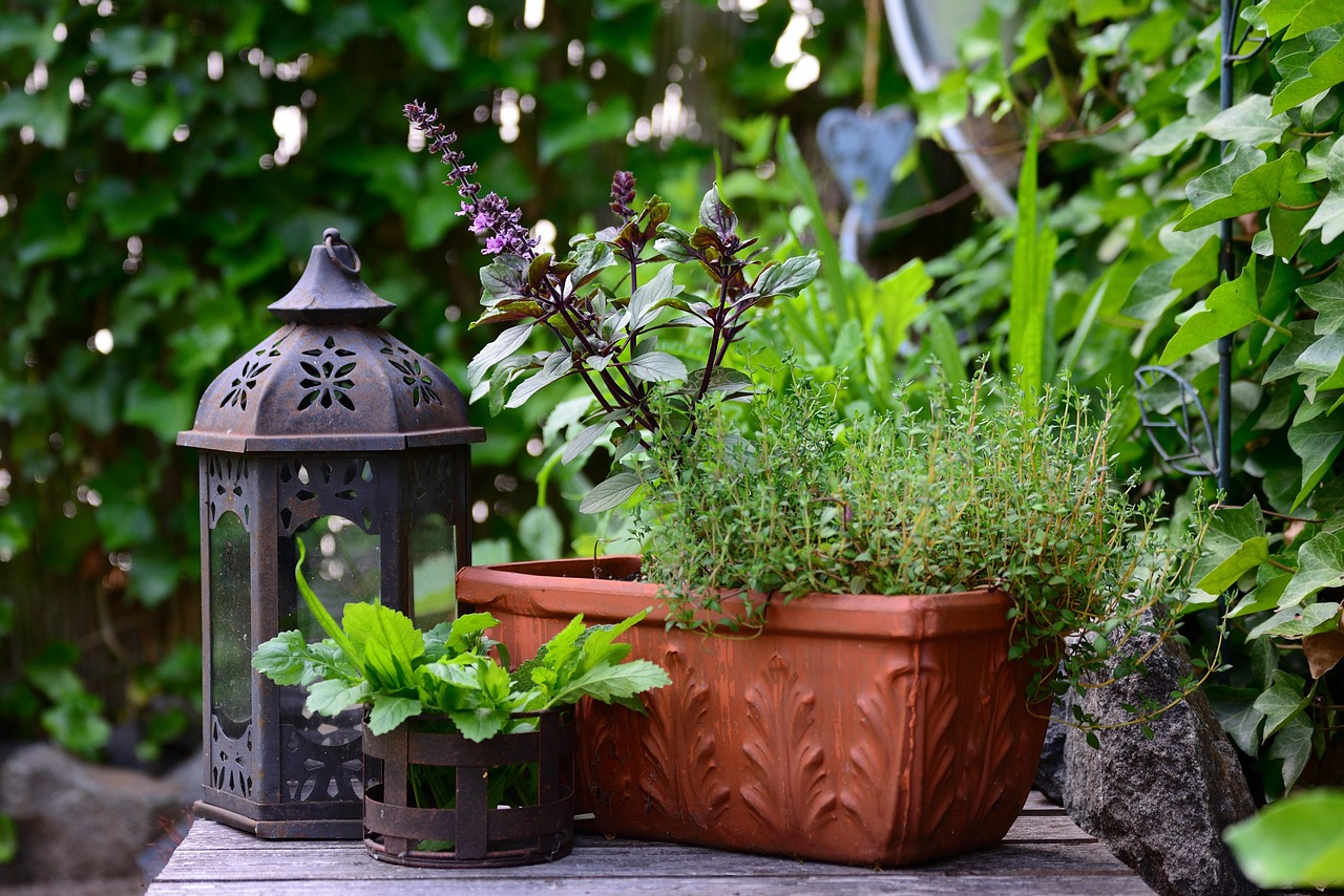 Terreno con piante aromatiche che allontanano le zanzare sul terrazzo.